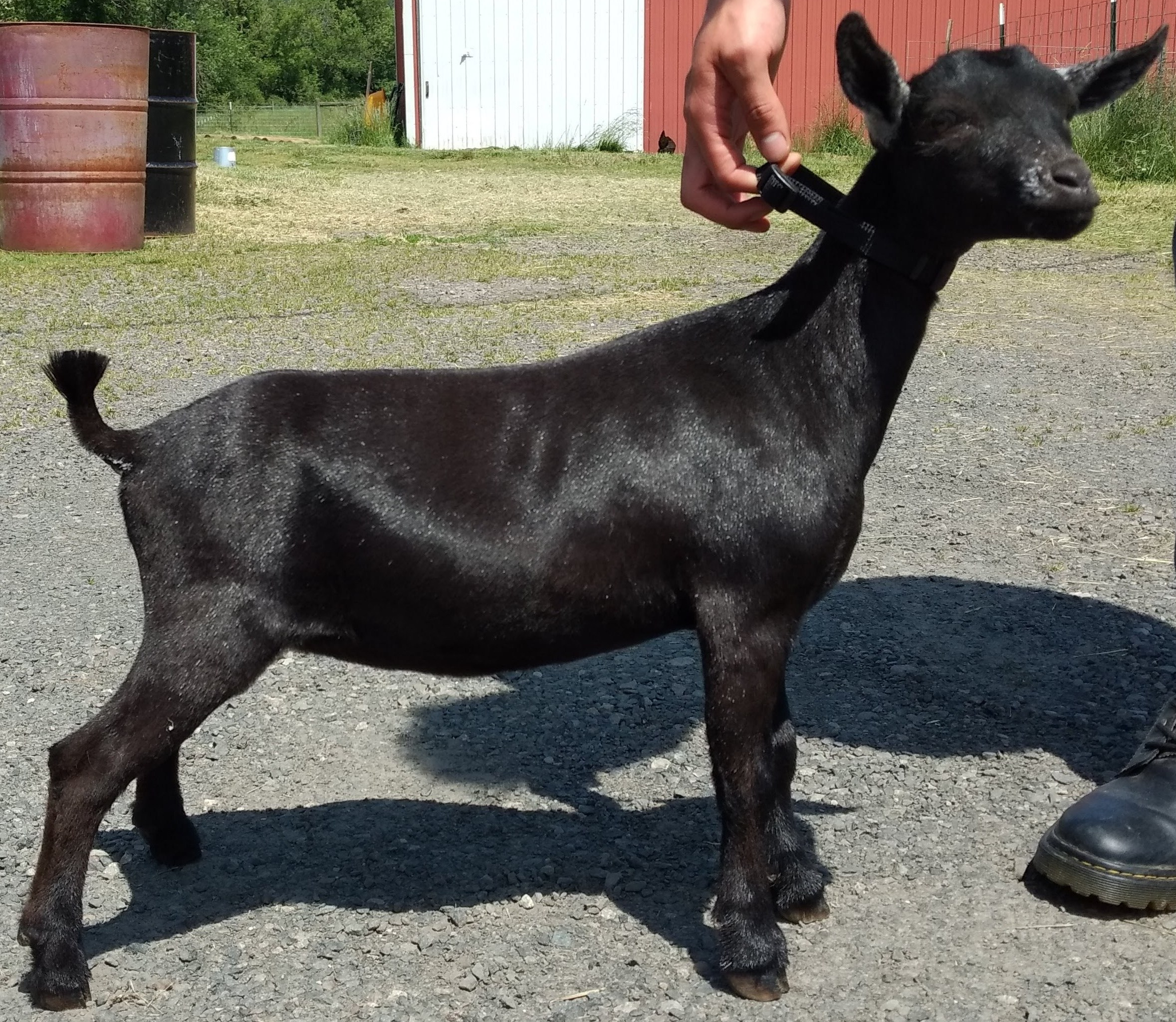 R Serenity CF Katana as a baby