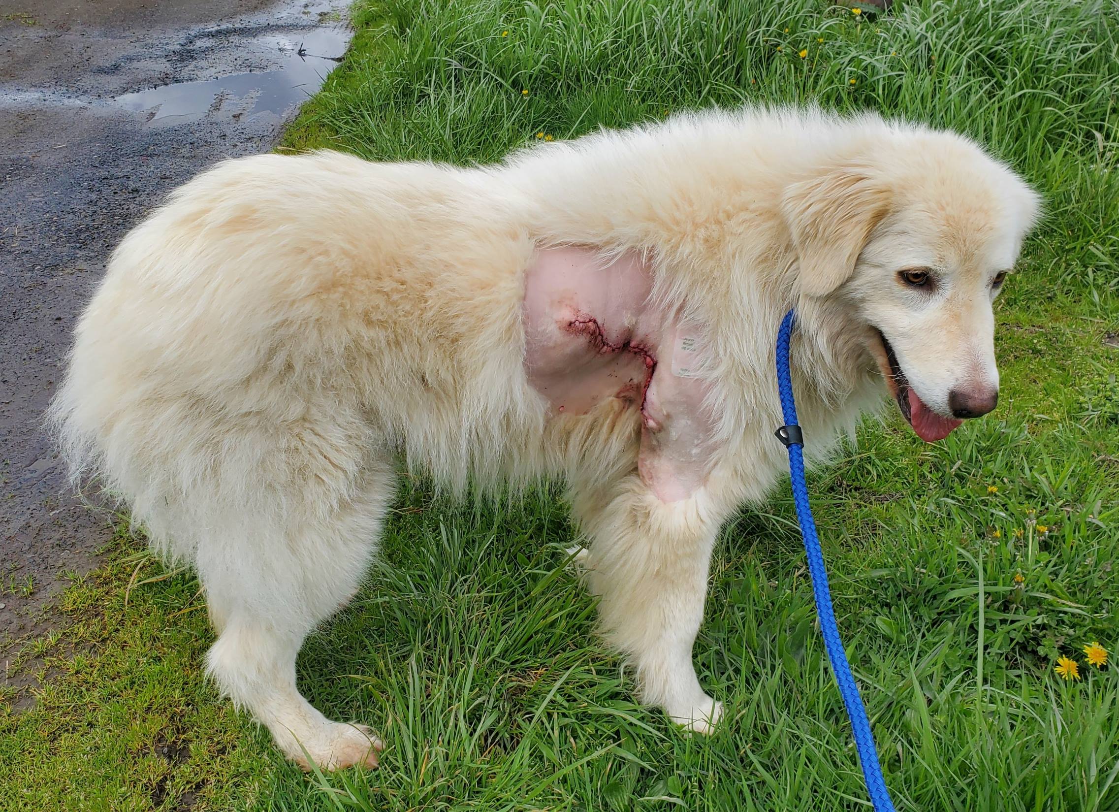 Ada right after coming home from surgery