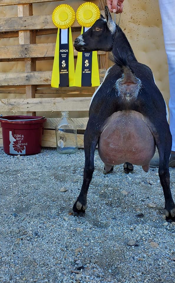 Nigerian Dwarf Goat R Serenity BS Katalina Udder with Best of Breed Ribbon