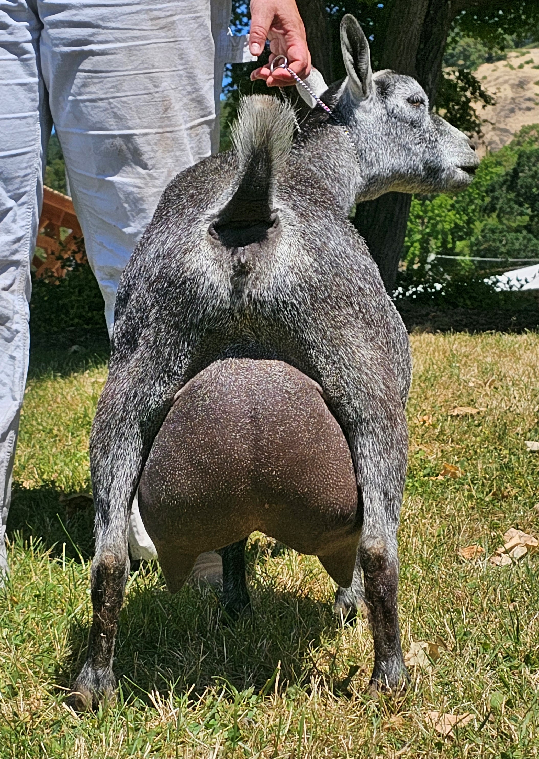 Night Heron Farm JB Katniss