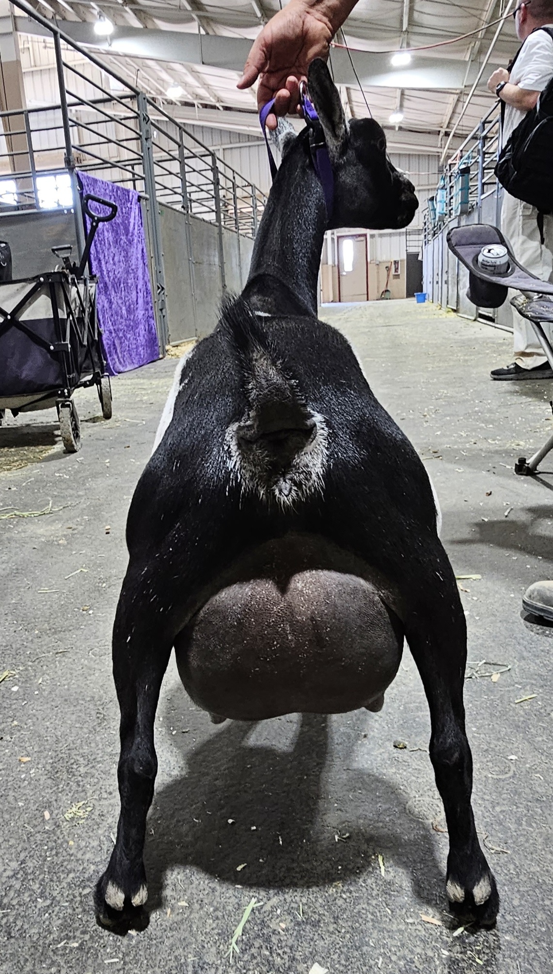 Nigerian Dwarf Goat R Serenity BS Katalina Udder at ADGA Nationals 2023