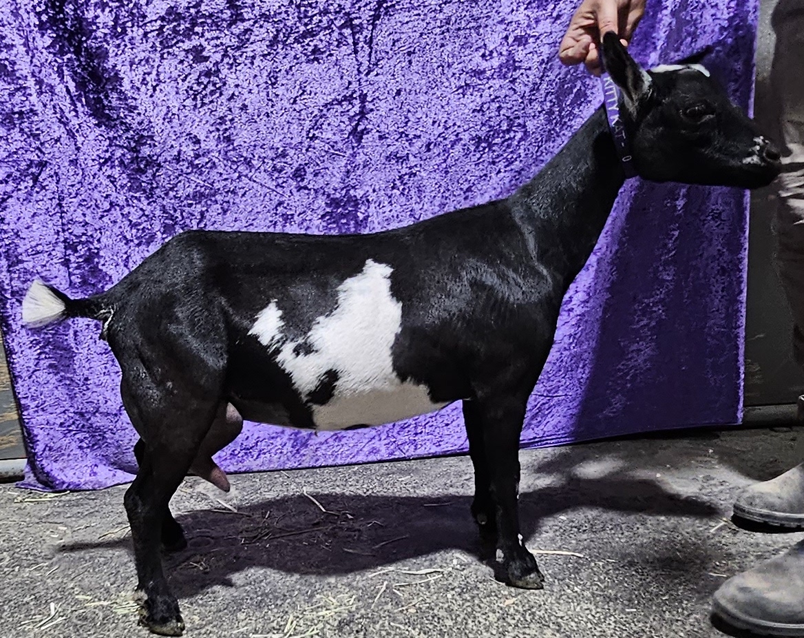 R Serenity PE Kitty Kat