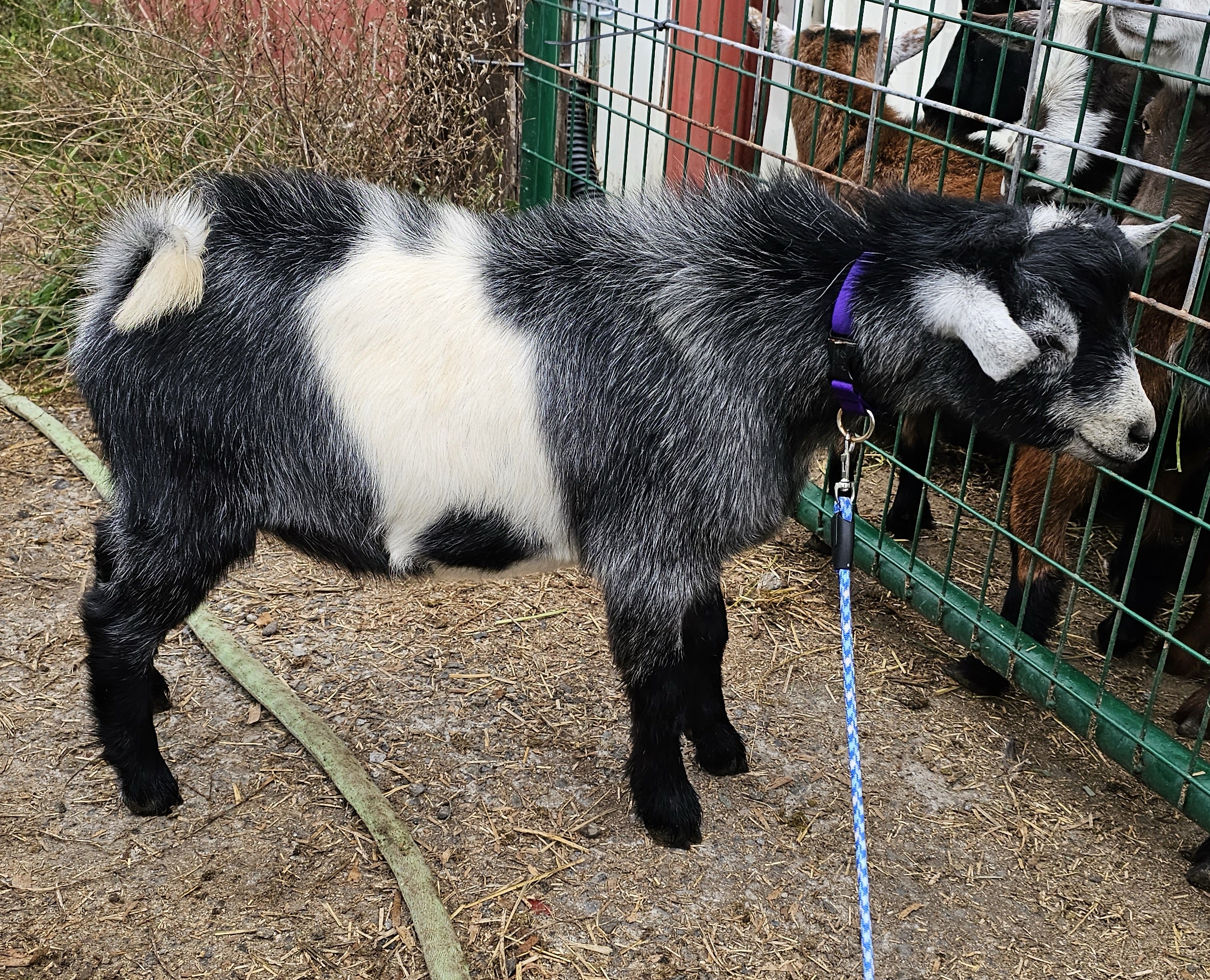 Floof Farm TL Indigo Kat