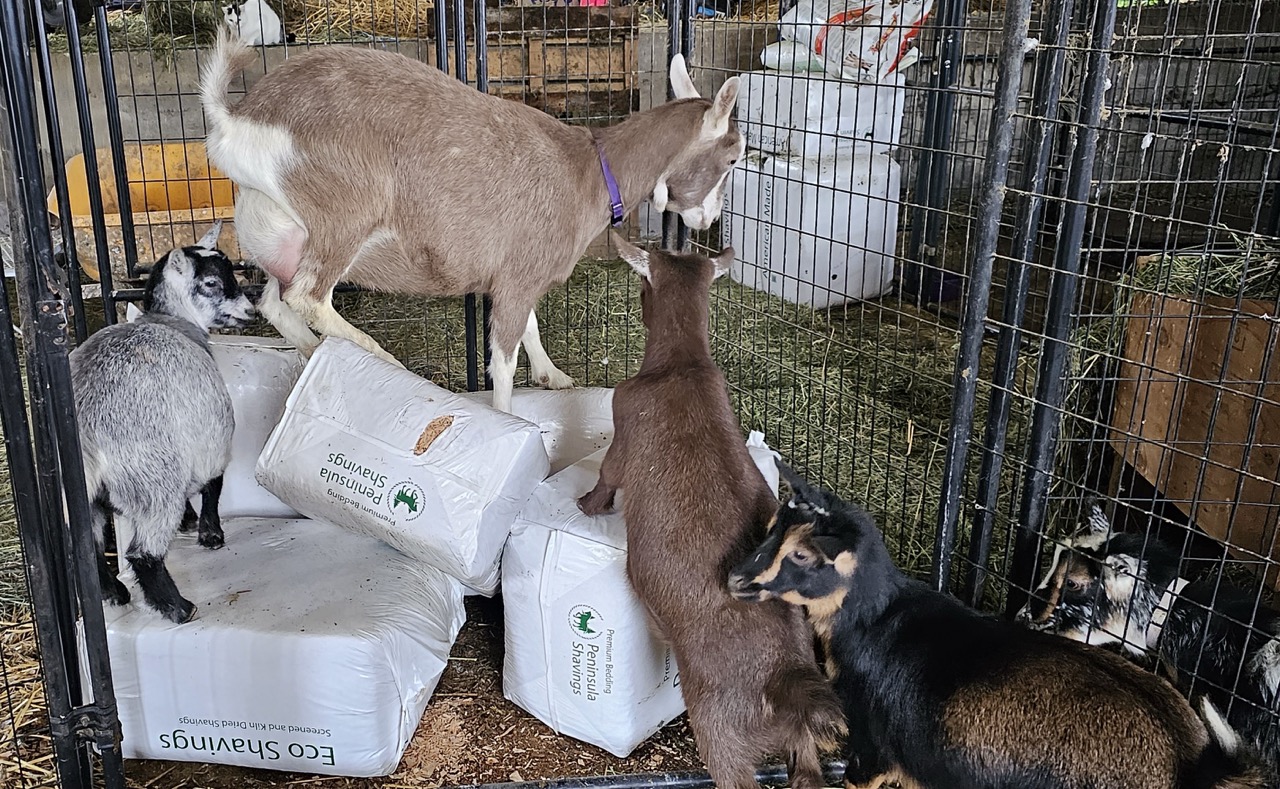 Toggenburg goat and Nigerian goats on top of bags of shavings