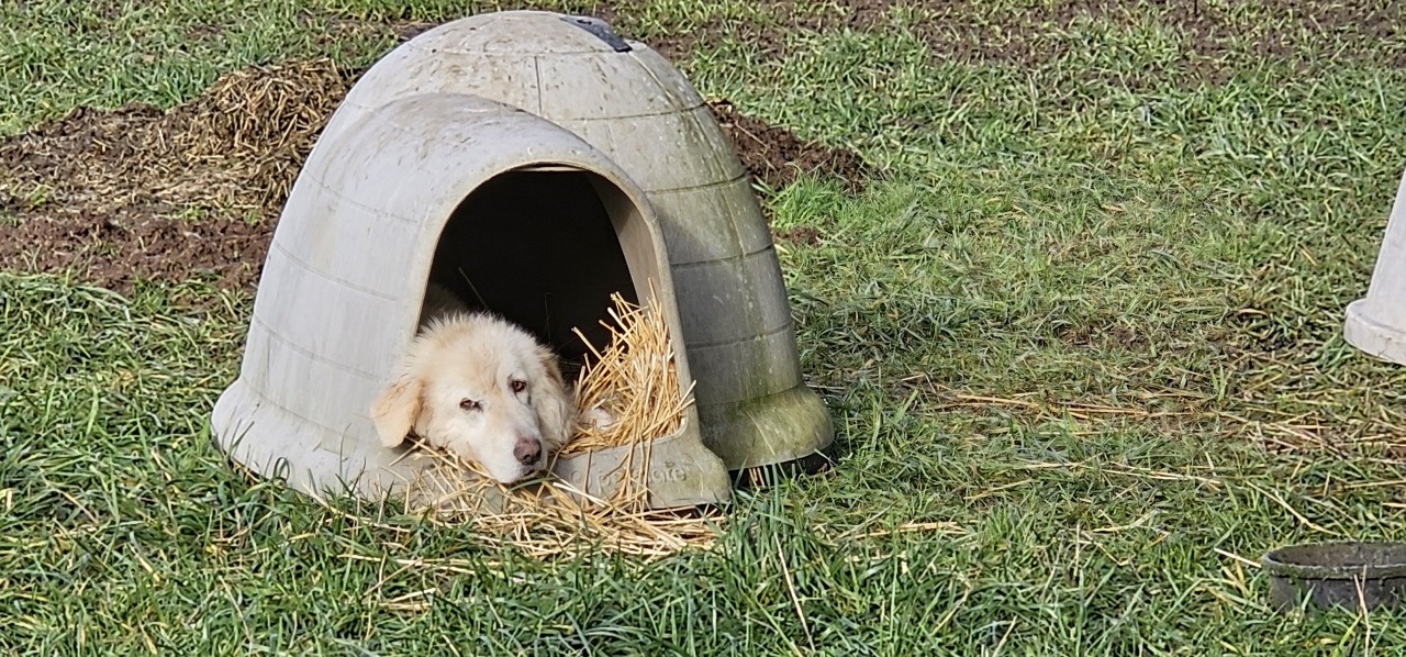 Maremma Sheepdog laying in a dog house filled with straw