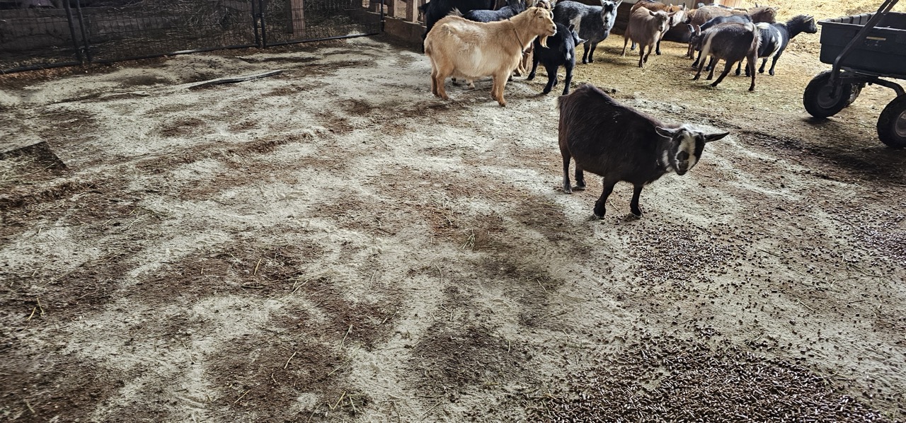 Taffy inspecting the layer of Sweet PDZ