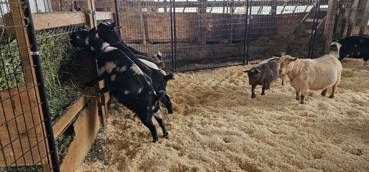 Goats eating at a hay feeder