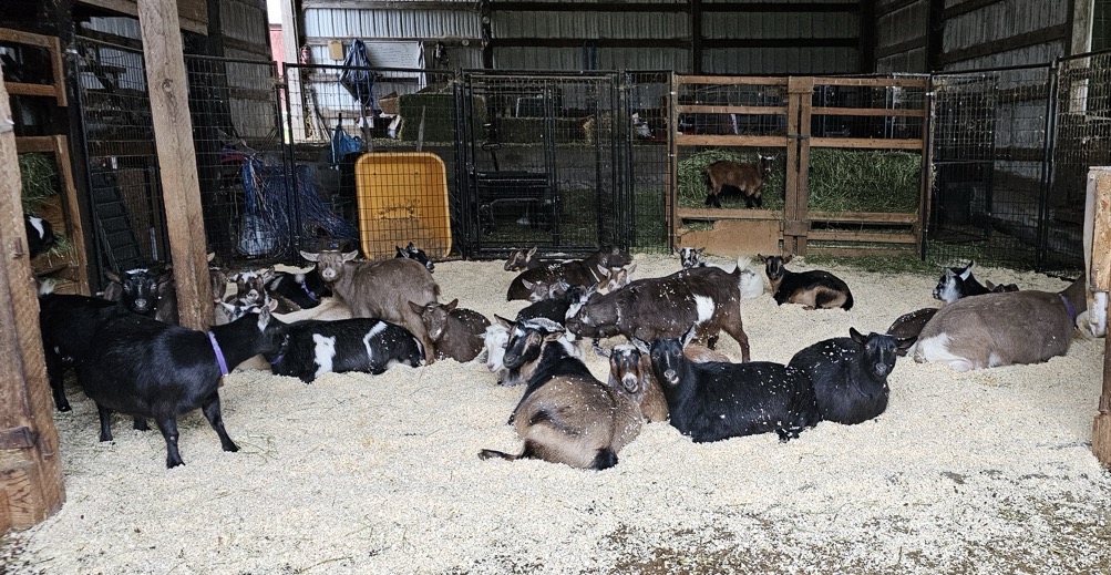 Our does relaxing in a fresh goat bedding set-up