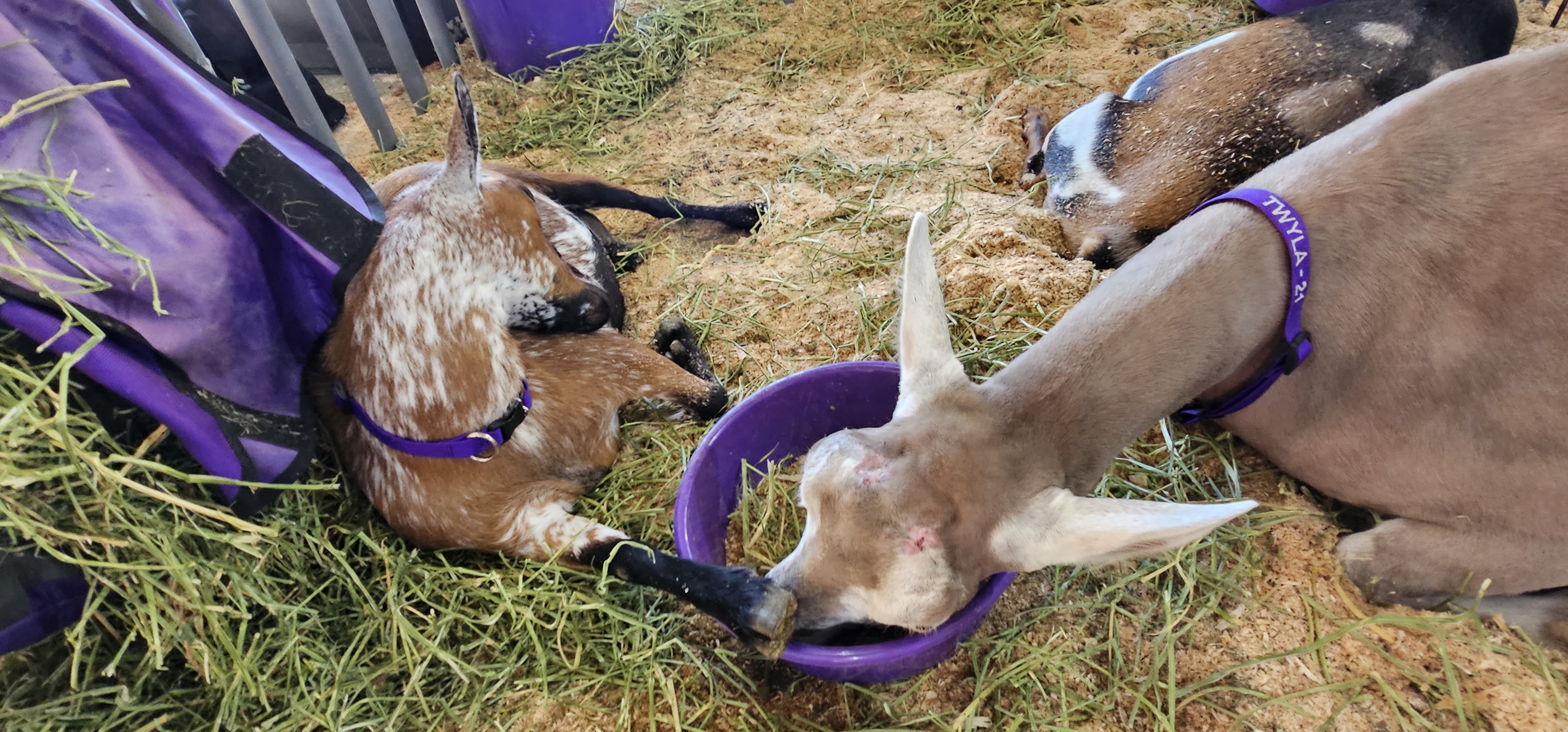 Tired goats at a goat show