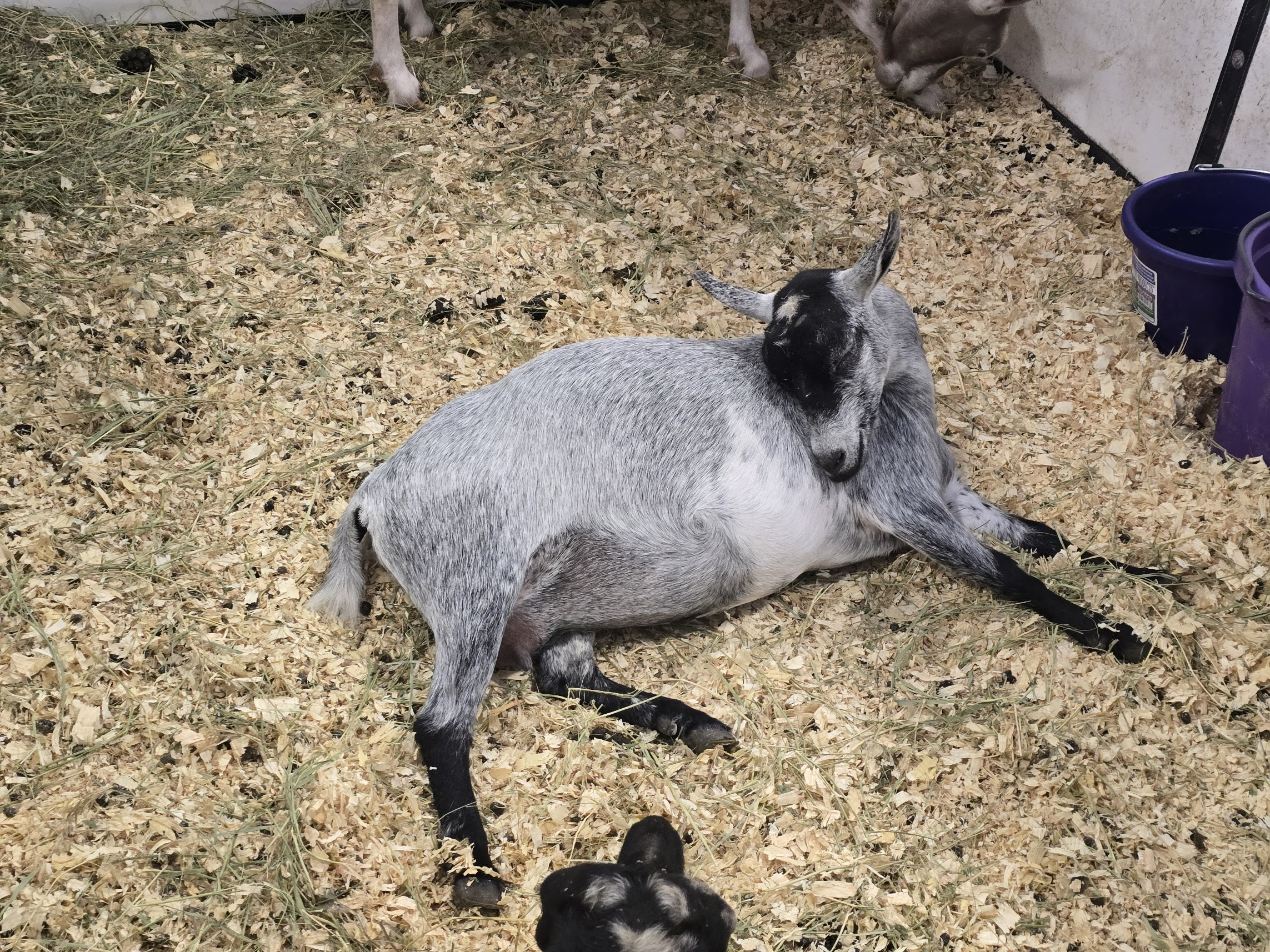 All worn out at Nationals 2025