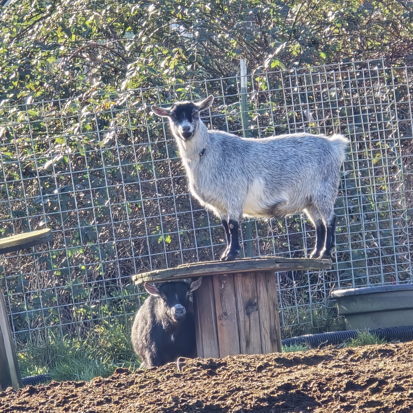 Blue Thing on the spool — queen of the yard