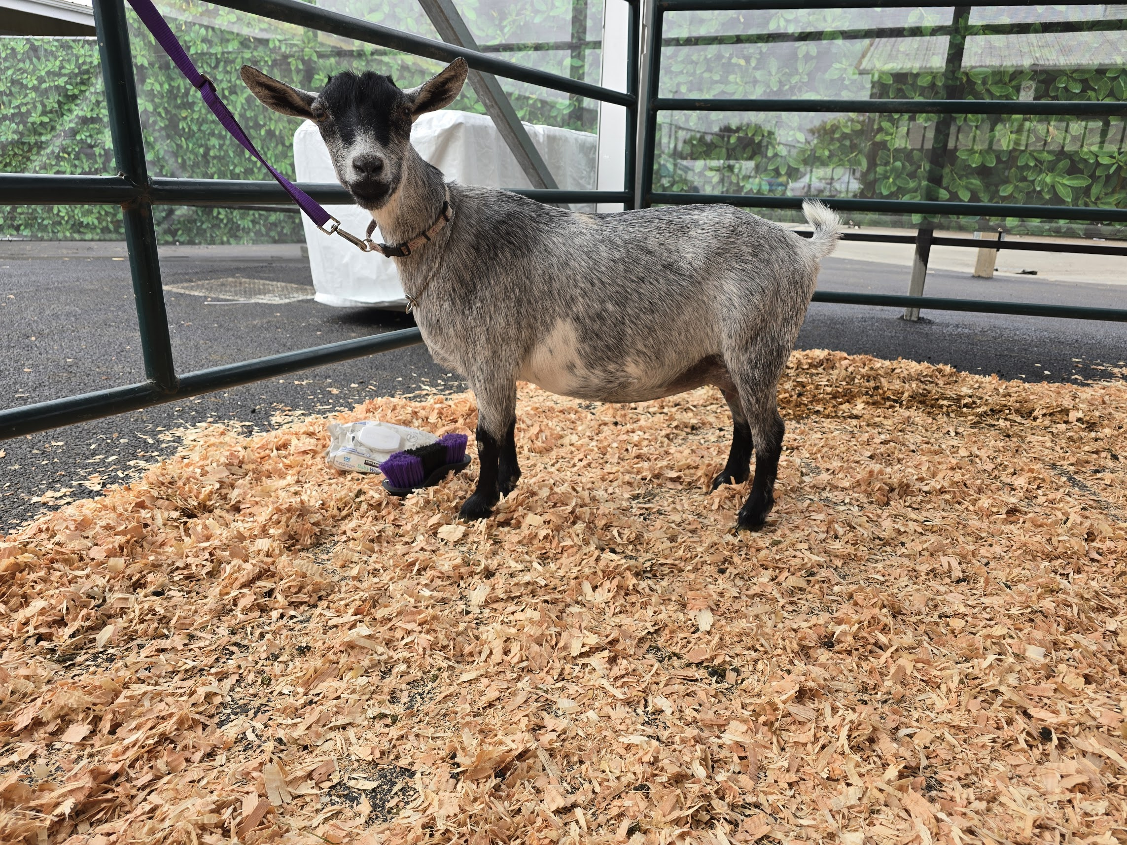 Blue Thing at the Washington State Fair, 2025
